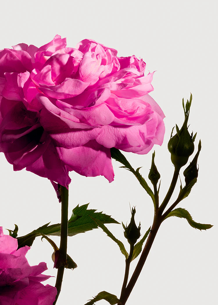 MATIERE PREMIERE, RADICAL ROSE EXTRAIT DE PARFUM 100ML U